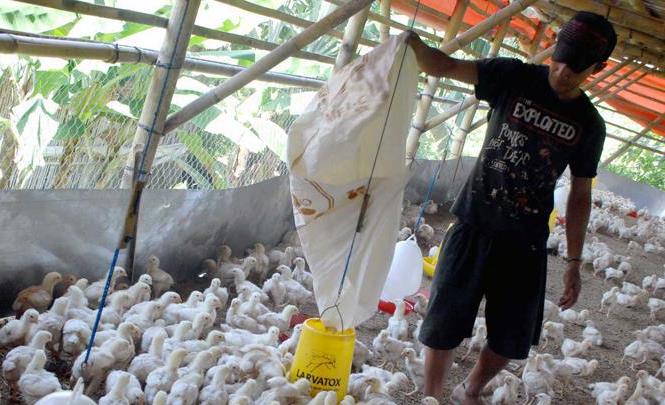 Pasokan Jagung Turun, Harga Pakan Ternak Naik