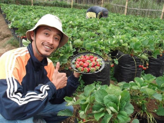Produksi Stroberi Terus Menurun