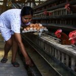 Ilustrasi peternakan ayam/Radar Malang.