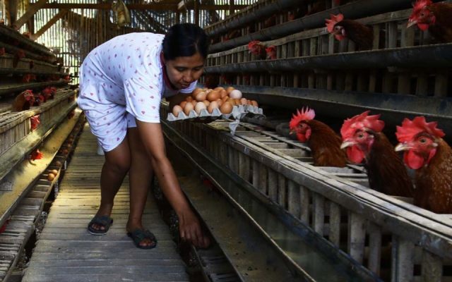 Ilustrasi peternakan ayam/Radar Malang.
