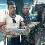 Buaya Sungai Berhasil Diamankan BBKSDA