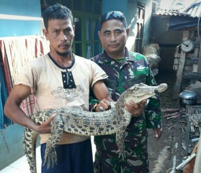 Buaya Sungai Berhasil Diamankan BBKSDA Buaya Sungai Berhasil Diamankan BBKSDA