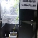 Mahasiswa Tanam Ganja Dalam Lemari