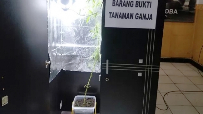 Mahasiswa Tanam Ganja Dalam Lemari