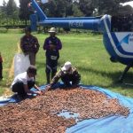 Petugas KPH pemilahan bibit pohon pinus