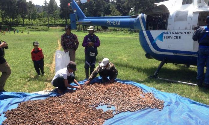 Petugas KPH pemilahan bibit pohon pinus