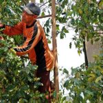 Harga Cengkeh Malah Murah