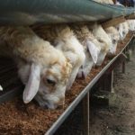 Domba yang dipersiapkan para penjual di outlet hewan kurban. Harga Domba disesuaikan dengan berat masing-masing domba.