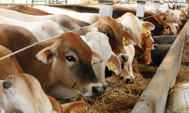 Menko Perekonomian Usahakan Tidak Lagi Andalkan Impor Daging Ilustrasi Sapi. (Istimewa)