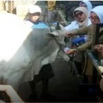 Antisipasi Wabah Anthrax pada Hewan Kurban