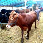 Tugu Soreang Jadi Tempat Jual Kurban