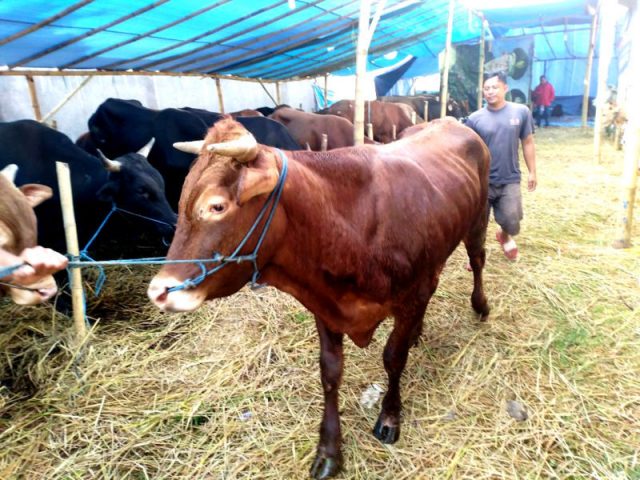 Tugu Soreang Jadi Tempat Jual Kurban