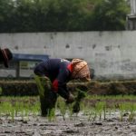 Kemarau Tidak Pengaruhi Produksi Padi