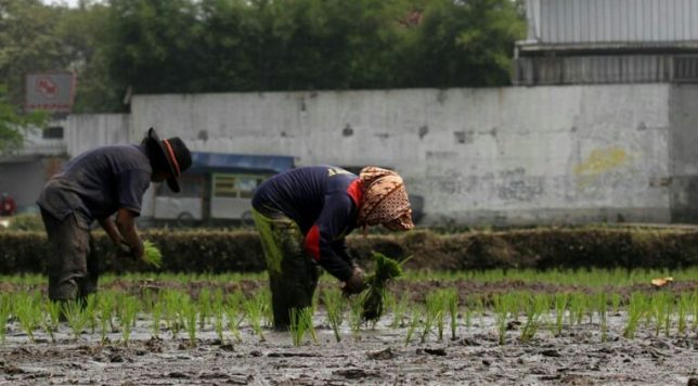 Kemarau Tidak Pengaruhi Produksi Padi