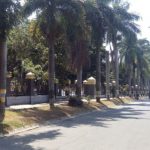 Jelang Asian Games Pohon Palem Rawan Tumbang