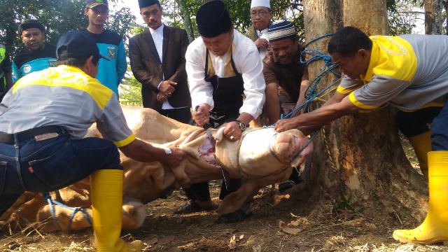 Daging Sumber Protein Baik Dikonsumsi Pemkab Bagikan Puluhan Hewan Kurban