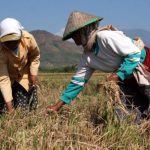 Petani-Gabah -