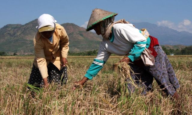 Petani-Gabah -