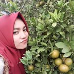 di Kebun Jeruk Jersey