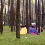 Perhutani Akan Tanam 194.375 Pohon