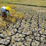 kekeringan sawah