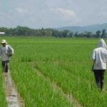 Dinas Pertanian Kuningan Optimistis Produksi Tidak Terganggu La Nina Petani di Jabar tengah melakukan pemupukan untuk musim tanam tahun ini. (foto: Dok Jabarekspres)