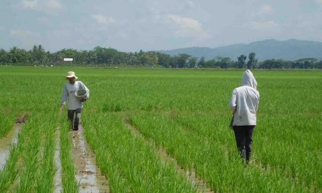 Petani di Jabar tengah melakukan pemupukan untuk musim tanam tahun ini. (foto: Dok Jabarekspres)