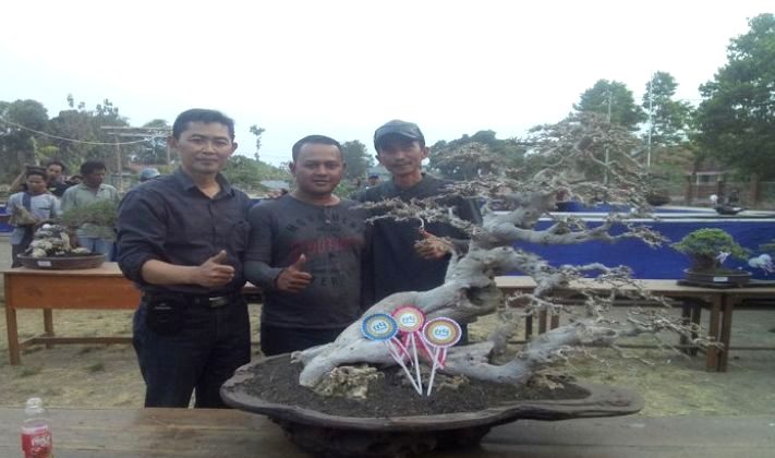 421 Pohon Meriahkan Kontes Bonsai kontes bonsai