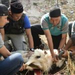 Ilustrasi Proses penyembelihan hewan kurban, Pahami dulu adabnya agar hewan tidak takut dan melakukan perlawanan