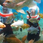 wisata underwater