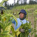 Petani Tembakau Tak Terganggu Dana Talang BPJS