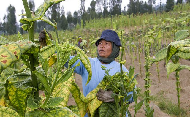 Petani Tembakau Tak Terganggu Dana Talang BPJS