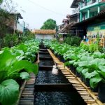 Rubah Sungai Citepus Jadi Hijau