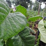 Kelola Dana Bagi Hasil Tembakau