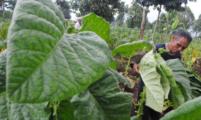 Kelola Dana Bagi Hasil Tembakau