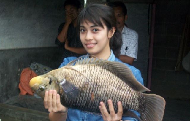 Diskanlut Kembangkan Indukan Unggul