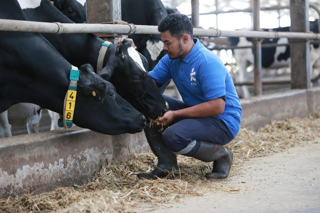 Protein Susu Sapi A2 Lebih mudah Diserap Tubuh Dari Susu Biasa
