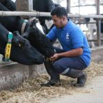 Protein Susu Sapi A2 Lebih mudah Diserap Tubuh Dari Susu Biasa