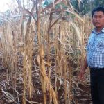 Lahan Jagung Terancam Punah