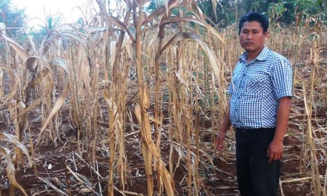Lahan Jagung Terancam Punah Lahan Jagung Terancam Punah