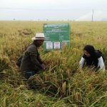 Produksi Padi di Patokbeusi Meningkat Tajam