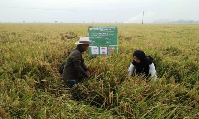 Produksi Padi di Patokbeusi Meningkat Tajam Produksi Padi di Patokbeusi Meningkat Tajam