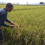 Ajak Mantan Pengedar Narkoba Bertani