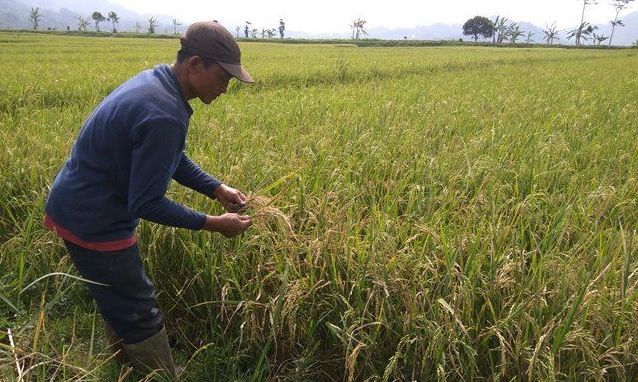 Ajak Mantan Pengedar Narkoba Bertani Ajak Mantan Pengedar Narkoba Bertani