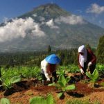 Petani Tak Tergantung Pupuk Kimia