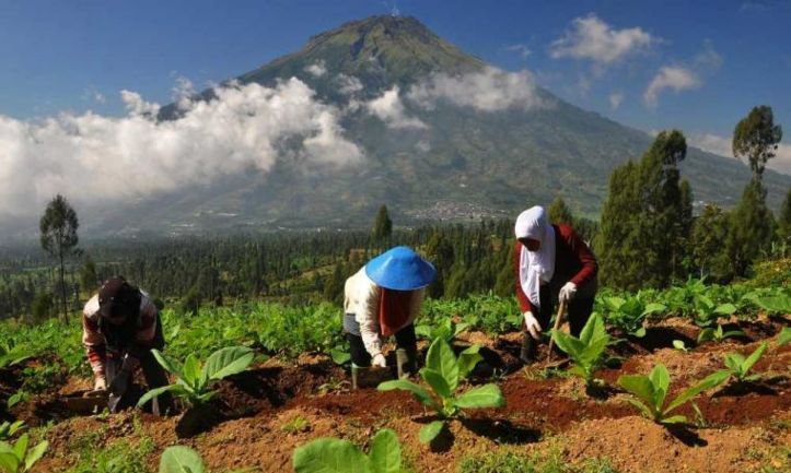 Luas Pertanian Organik Masih Terbatas Luas Pertanian Organik Masih Terbatas