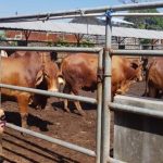 Kebutuhan Daging Terus Meningkat