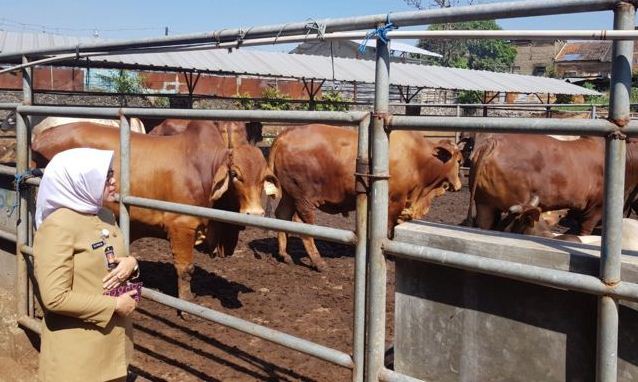 Kebutuhan Daging Terus Meningkat