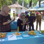 Melihat Kegiatan Kontes Mangga Gedong Gincu di Kecamatan Tomo