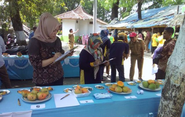 Perkenalkan Potensi Lokal Guna Mendorong Kesejahteraan Petani Melihat Kegiatan Kontes Mangga Gedong Gincu di Kecamatan Tomo
